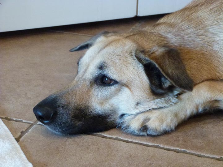 chinook dog